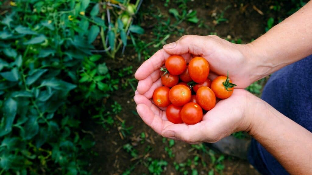 Person holding ripe cherry tomatoes in cupped hands, showcasing the nutritional benefits of seasonal foods grown in home gardens.