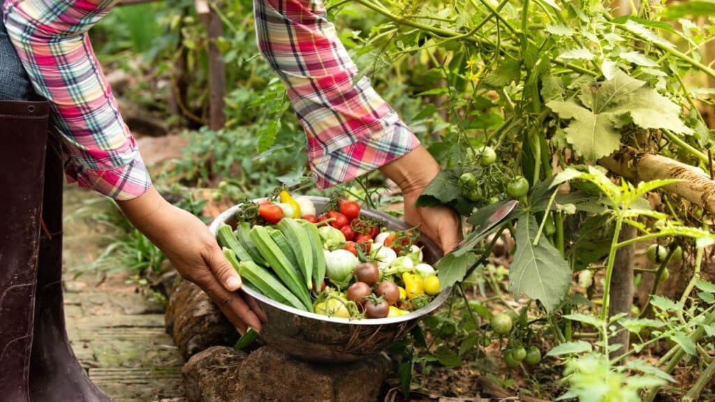 Person harvesting fresh vegetables like tomatoes, okra, and peppers from a garden into a metal bowl, showcasing the nutritional benefits of seasonal foods straight from the source.