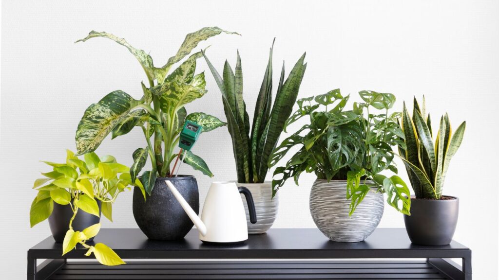 An arrangement of five vibrant potted houseplants on a black console table adds fresh greenery to elevate your home decor.