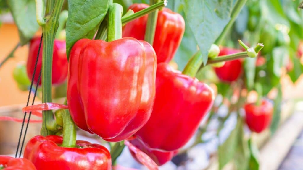 Bright red bell peppers growing on a plant, glistening in natural light. Bell peppers are high in vitamin C and make a great anti-aging food.