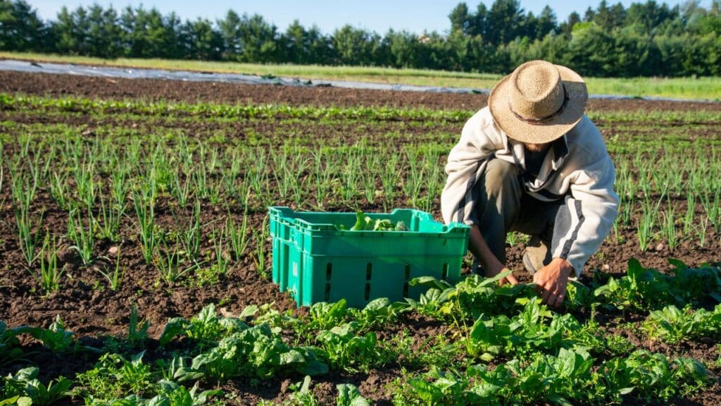 Farmer crouching in a green field picking leafy vegetables with a green crate nearby, illustrating the nutritional benefits of seasonal foods grown locally.