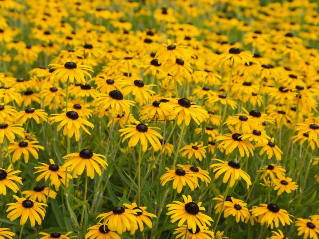 A dense field of bright yellow Black-eyed Susan perennials with dark brown centers, stretching into the background under soft daylight.