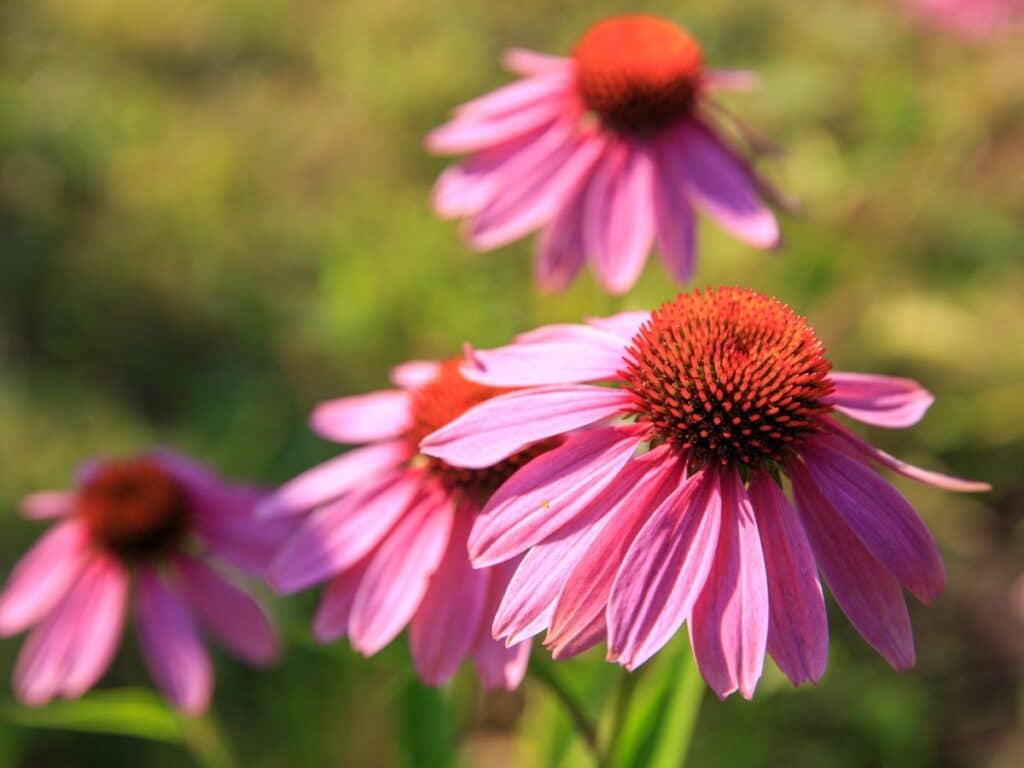 Close-up of purple coneflower perennials with spiky orange centers, standing out sharply against a blurred green background.