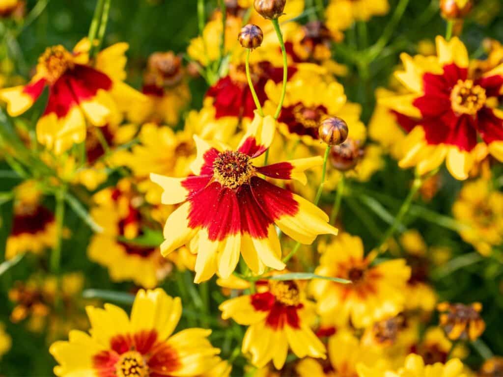Vibrant Coreopsis perennials with yellow petals and deep red centers in full bloom, surrounded by buds and green stems.
