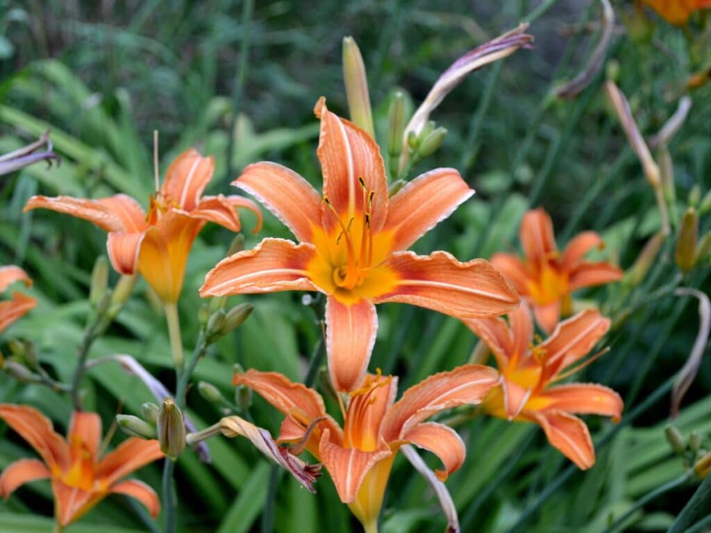 Cluster of orange daylily perennials with delicate ruffled petals and tall green foliage, blooming in a shaded garden area.