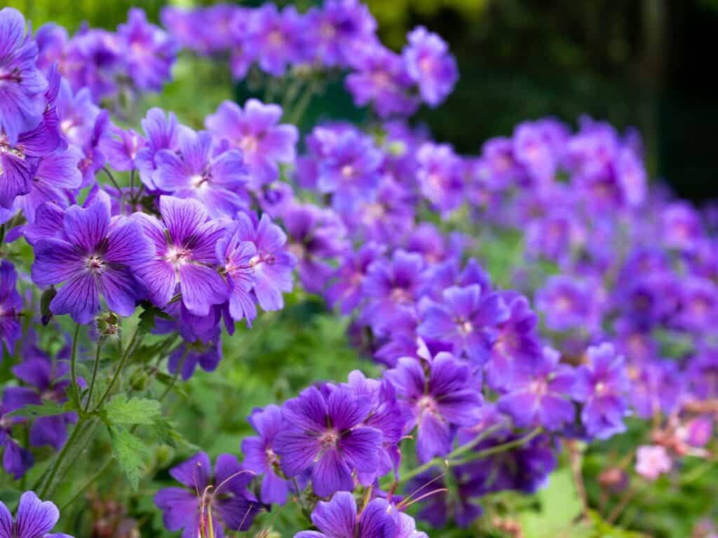 A mass of purple Geranium Rozanne perennials with veined petals and dark centers, cascading over green leaves in a garden bed.