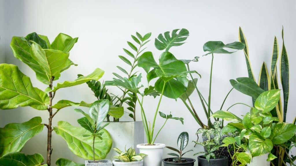 Collection of indoor plants in decorative pots, promoting health and vitality based on Feng Shui tips.