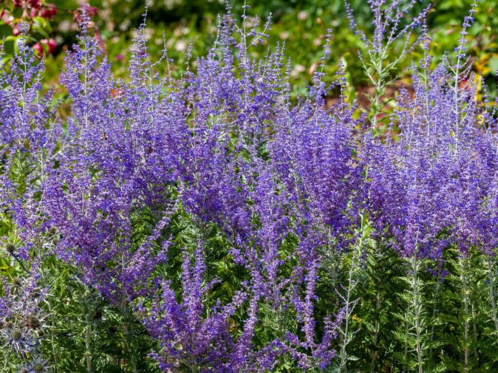 Tall spikes of Russian sage perennials with airy lavender-blue flowers and silvery-green foliage, swaying in the breeze.