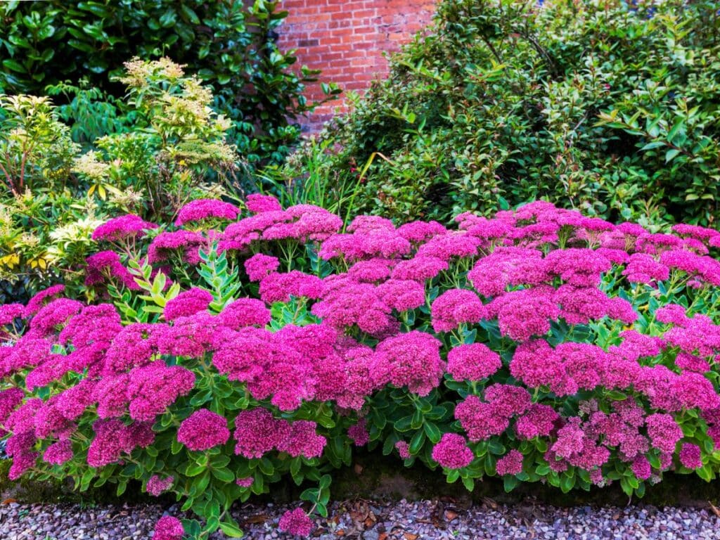 Clustered pink stonecrop perennials forming dome-shaped blooms with fleshy green leaves, planted along a brick wall.
