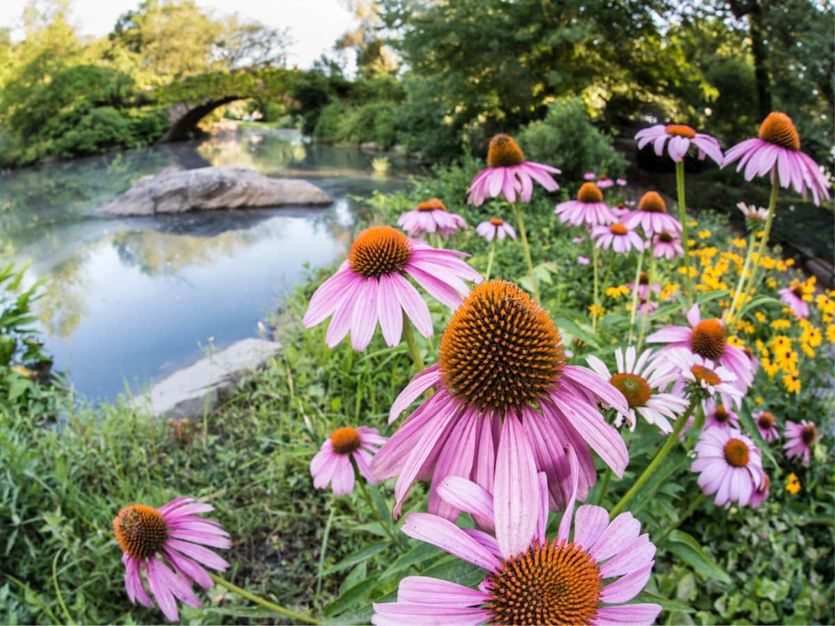 The Lazy Gardener’s Dream: Perennials That Thrive on Neglect  (Impossible to Kill Even For Newbie Gardeners)