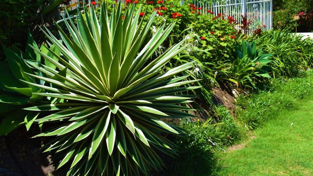 A large yucca plant with spiky green and cream-striped leaves grows beside a sloped flowerbed. Yucca is a drought-tolerant, low-maintenance choice among weather-resistant plants.