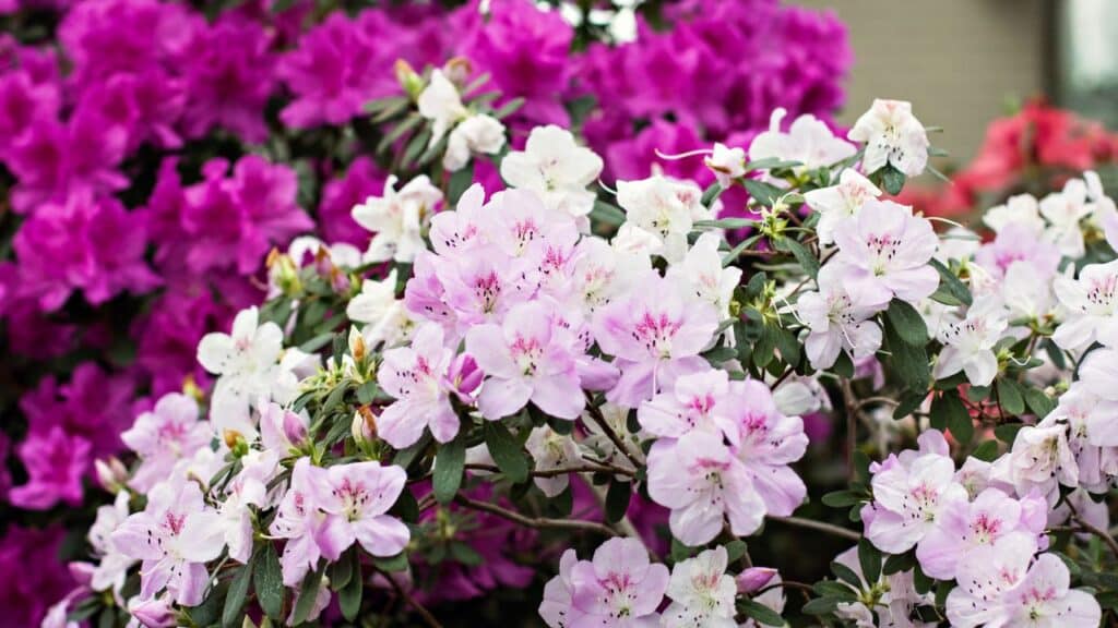 Blooming azalea bushes with clusters of light pink, white, and deep fuchsia flowers. Azaleas are one of the plants you should never cut back in the fall because they set buds for spring blooms.