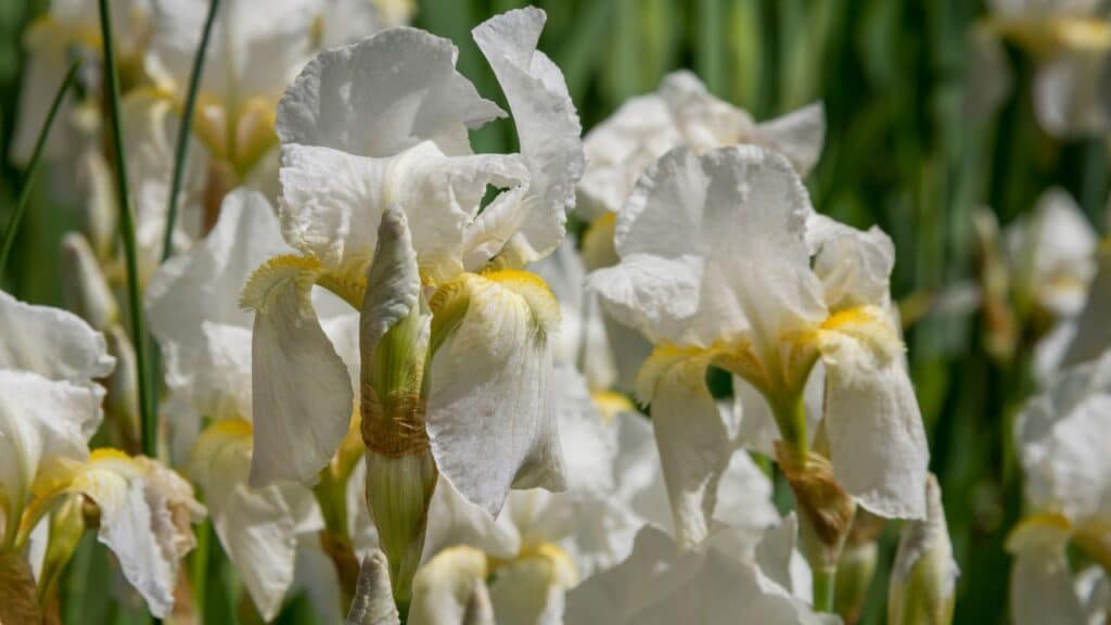 Close-up of blooming white irises with soft petals and yellow throats standing tall in a garden. Irises are hardy, weather-resistant plants that can handle a range of climates.