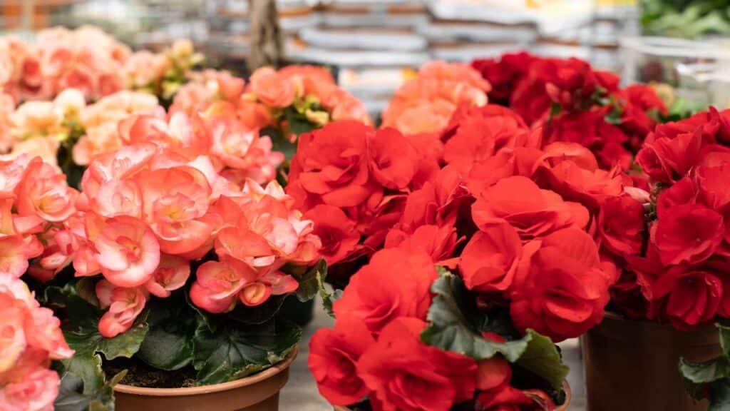 Rows of potted begonias in coral, red, and peach shades are displayed in a garden center. Begonias are popular weather-resistant plants ideal for containers and shady spots.