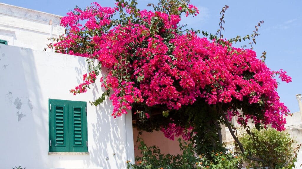 A vibrant pink bougainvillea vine cascades over the side of a white stucco house under bright blue skies. Bougainvillea is a weather-resistant plant that thrives in hot, dry conditions.