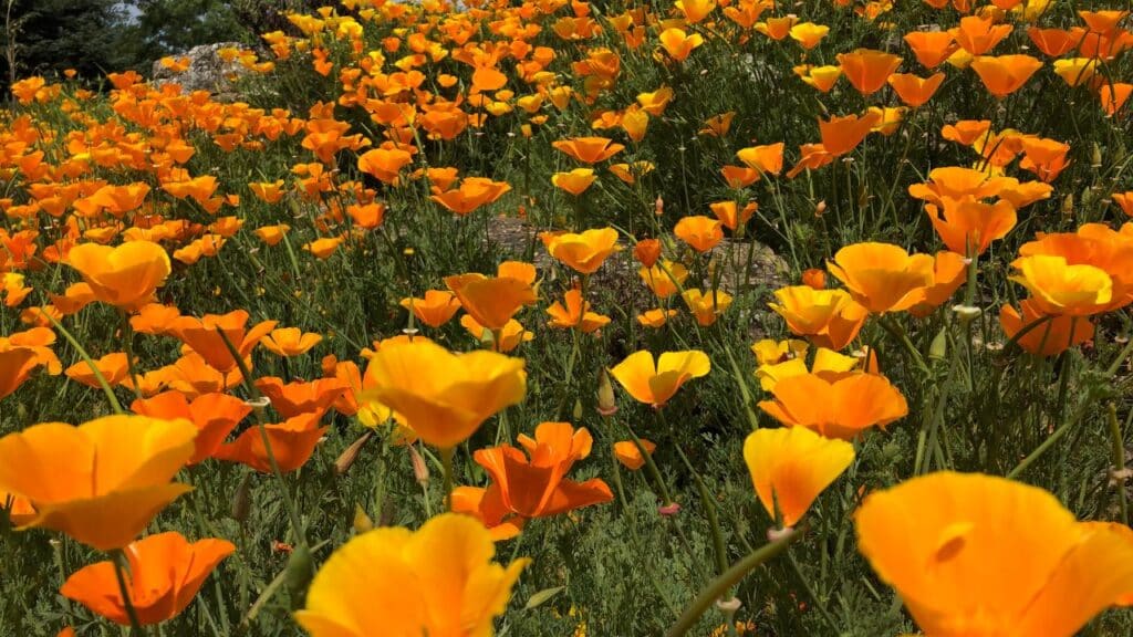 A hillside covered in bright orange California poppies blooming in full sun. These wildflowers are classic weather-resistant plants known for thriving in poor, dry soils.