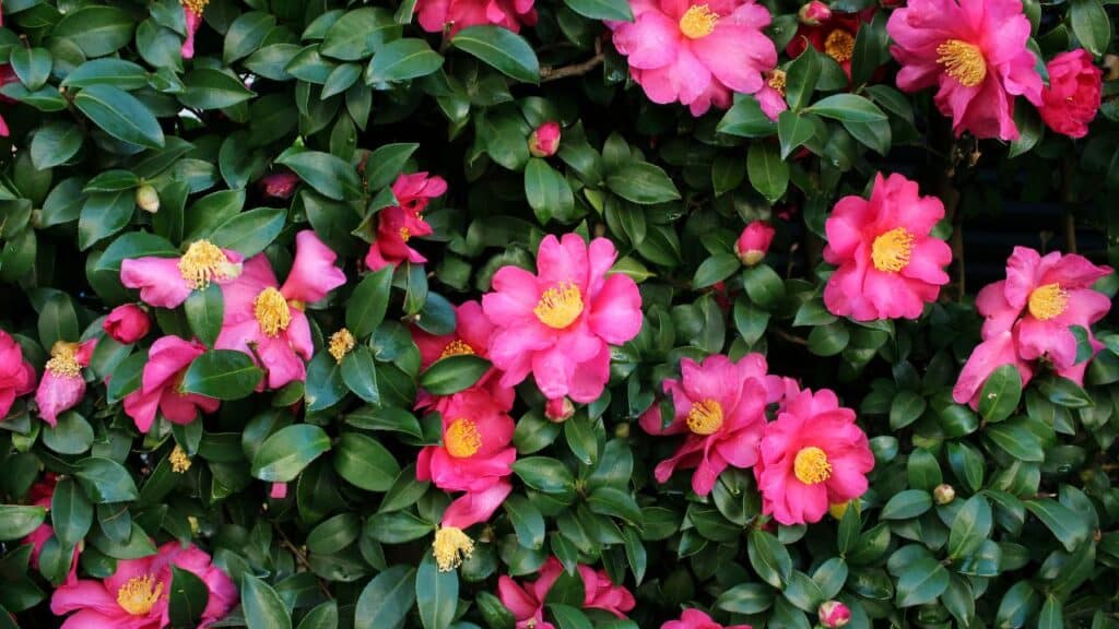 A camellia shrub covered in glossy green leaves and bright pink flowers with yellow centers. Camellias are among the plants you should never cut back in the fall as pruning may reduce winter blooms.