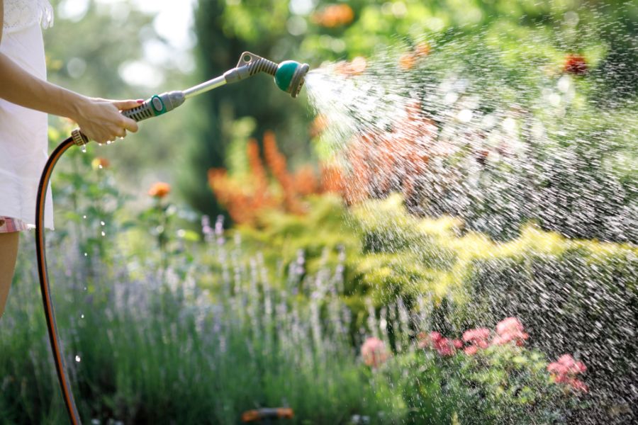 A person waters a garden with a spray nozzle in bright sunlight. Watering during peak sun can cause waste through evaporation, making it an avoidable and costly gardening mistake.