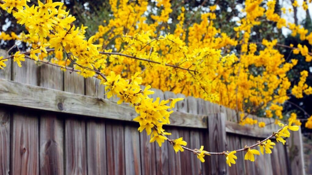 Branches of a forsythia bush covered in vivid yellow flowers in early bloom against a wooden fence. Forsythia is a plant you should never cut back in the fall because it blooms on old wood.