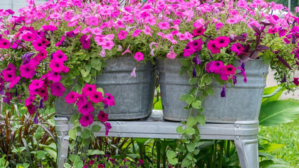 Two galvanized metal tubs overflow with bright pink and purple petunias, placed on a matching metal bench. While more summery, the setup can transition into early fall porch decor with its container garden charm.