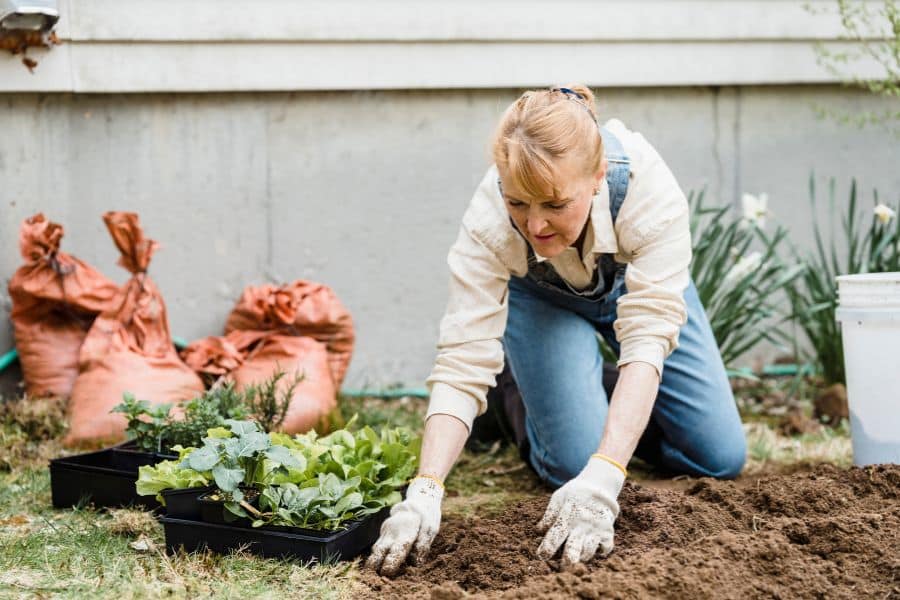 Woman gardening on her knees, digging soil with plants ready to be planted. Gardening as a low-impact form of everyday exercise that builds strength and flexibility.