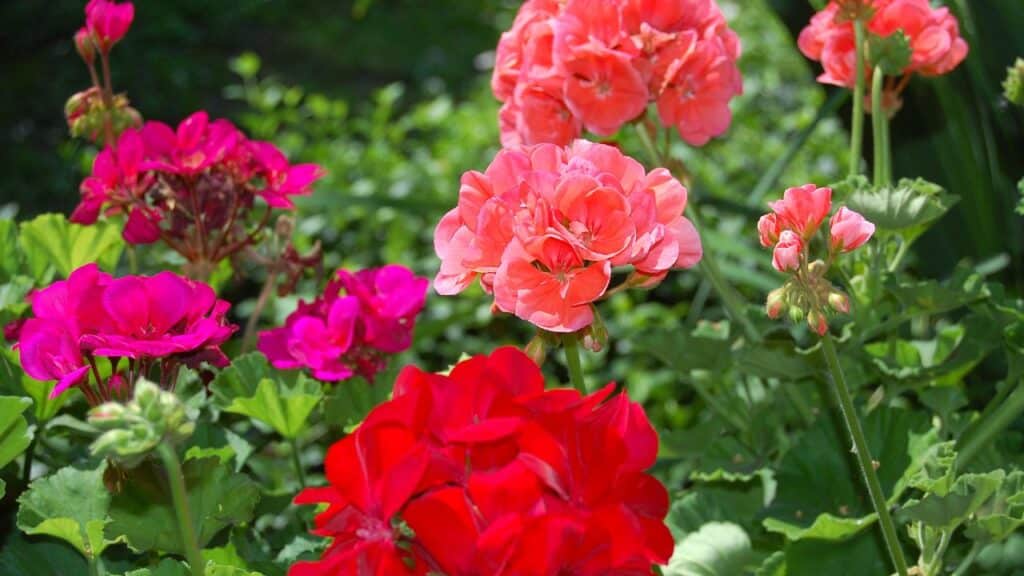 Red, pink, and fuchsia geraniums bloom in a sunny garden bed with lush green leaves. Geraniums are colorful and dependable weather-resistant plants suitable for sunny spots.