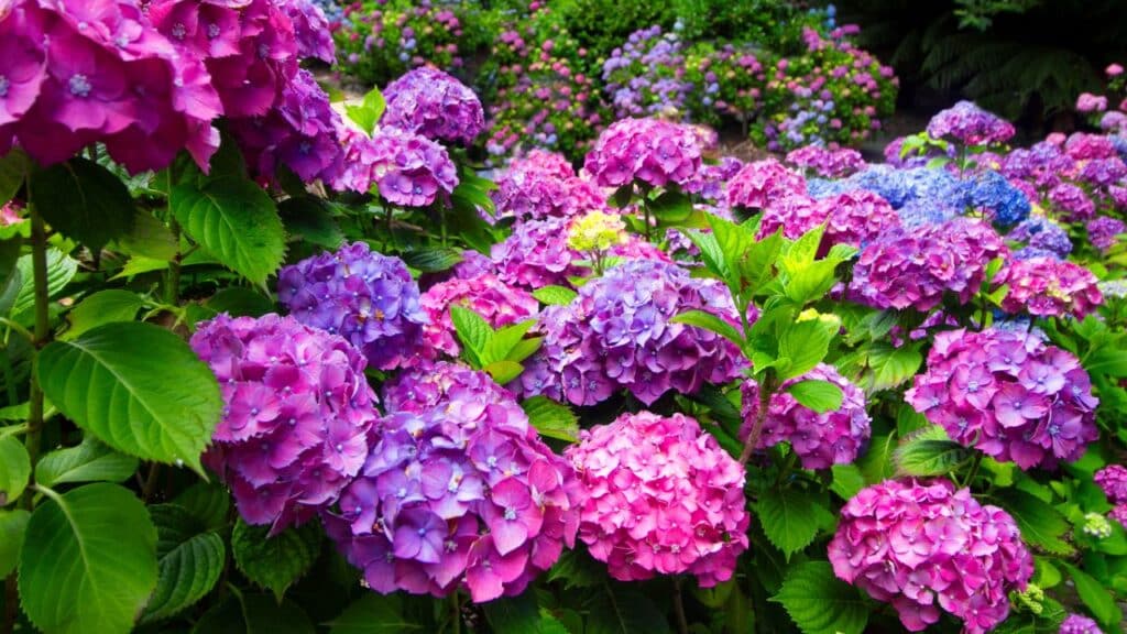 A garden full of hydrangeas in various shades of purple, pink, and blue. Hydrangeas are classic plants you should never cut back in the fall since many varieties bloom on last year’s growth.