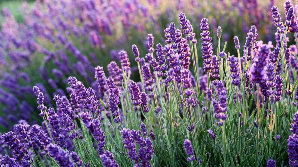 Rows of blooming lavender stretch across a field, glowing with purple flowers in soft evening light. Lavender is a fragrant, drought-tolerant option among weather-resistant plants.