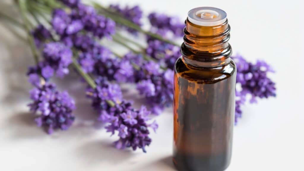 An open amber bottle of lavender essential oil placed near a bundle of blooming lavender sprigs. Lavender oil is a popular part of vintage remedies for sleep and stress relief.