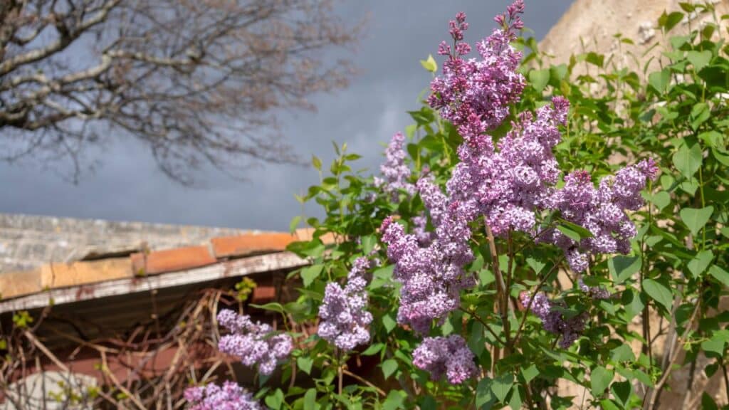 Light purple lilac blossoms reaching toward a cloudy sky with a rustic shed in the background. Lilacs are one of the plants you should never cut back in the fall to preserve spring blooms.