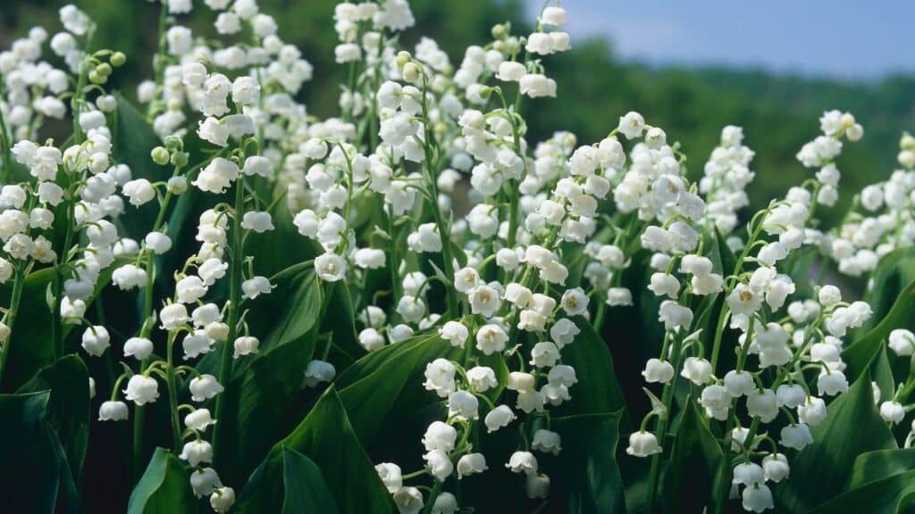 Delicate white lily of the valley flowers dangle from slender stems above wide green leaves. These shade-loving perennials are surprisingly hardy and weather-resistant.