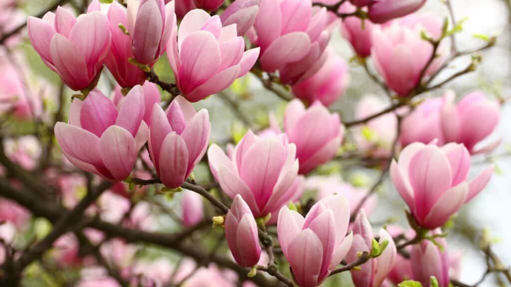 Pink magnolia flowers in full bloom on tree branches, close-up shot. Magnolia trees should never be cut back in fall because pruning can damage next season’s flower buds.