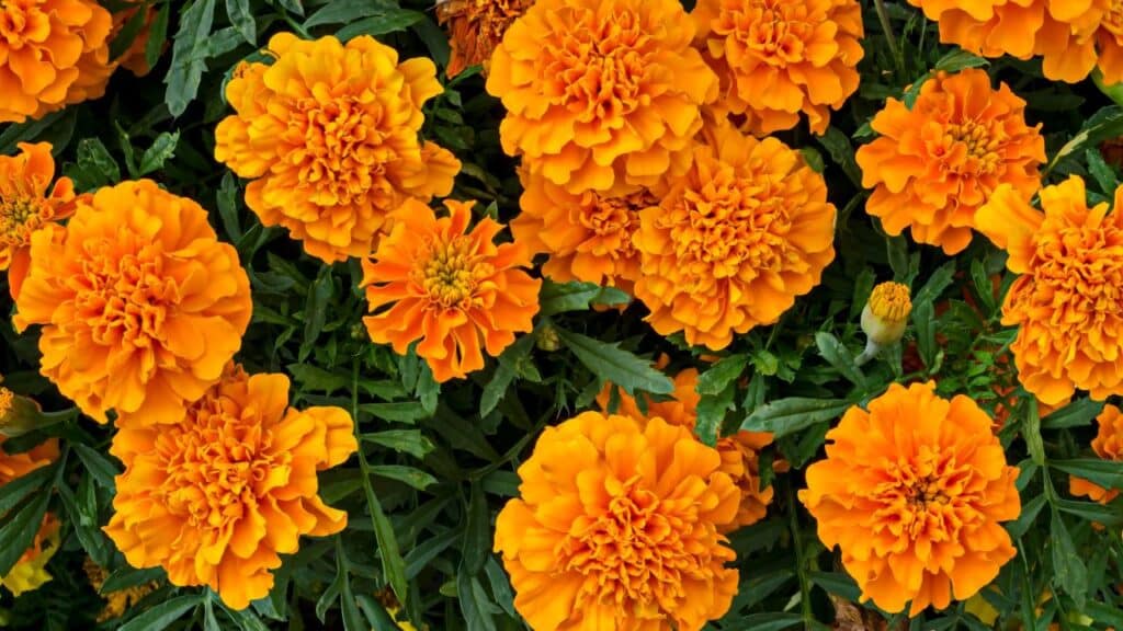 A dense cluster of marigold flowers in vibrant orange and gold bloom against dark green foliage. Marigolds are resilient, pest-repelling weather-resistant plants for sunny gardens.