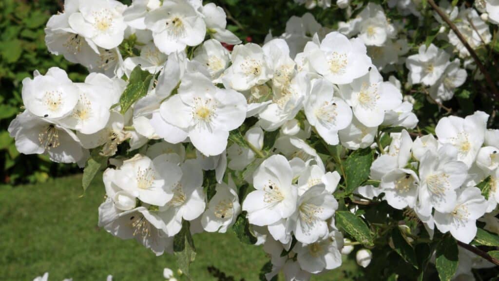 A mock orange shrub with an abundance of fragrant white blossoms and yellow stamens. Mock orange is a plant you should never cut back in the fall if you want full spring flowering.