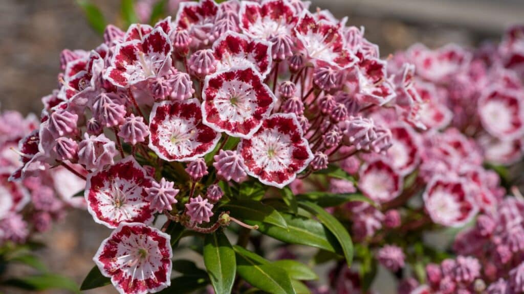 A mountain laurel bush displaying intricate pink and white star-shaped blooms with deep red edges. Mountain laurel is another plant you should never cut back in the fall due to early bud formation.