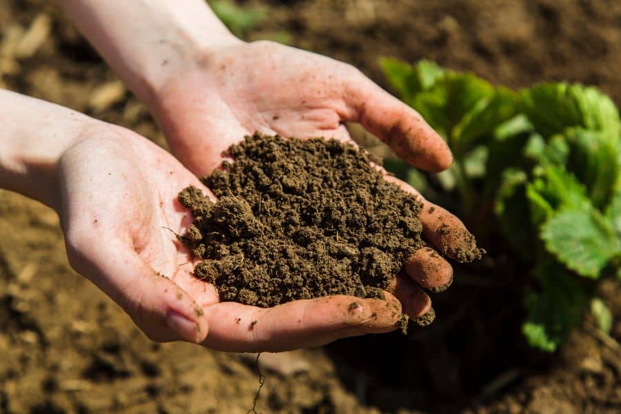 Close-up of hands holding a mound of soil over a garden bed. Neglecting to test and amend soil before planting is a costly gardening mistake that can result in poor plant health and wasted effort.