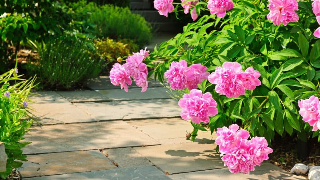 Pink peony flowers cascading over a garden pathway lined with green foliage. Peonies are among the plants you should never cut back in the fall since they require their foliage to store energy for next season.