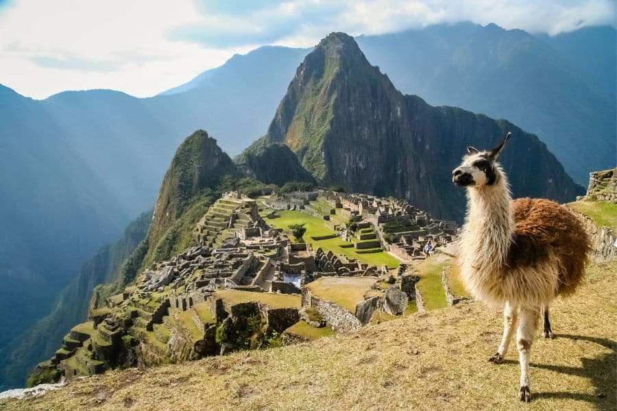 Llama standing in the foreground overlooking the iconic stone ruins of Machu Picchu nestled high in the Andes Mountains.