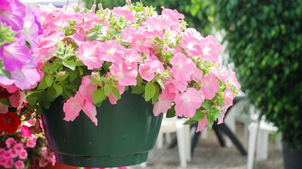 A lush hanging basket filled with light pink petunias overflows from a dark green pot. Petunias are vibrant, low-maintenance weather-resistant plants that handle both heat and rain well.