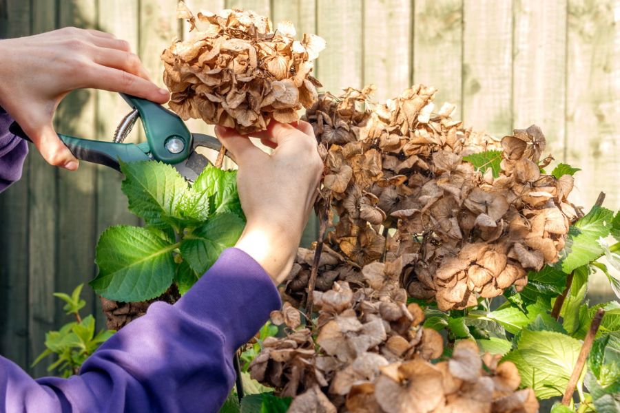 Dead plants with a hand holding a pair of secateurs and an arm with a purple sleeve.