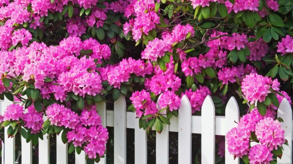A vibrant rhododendron bush bursting with pink blooms cascading over a white picket fence. Rhododendrons are among the plants you should never cut back in the fall to avoid damaging spring flower buds.