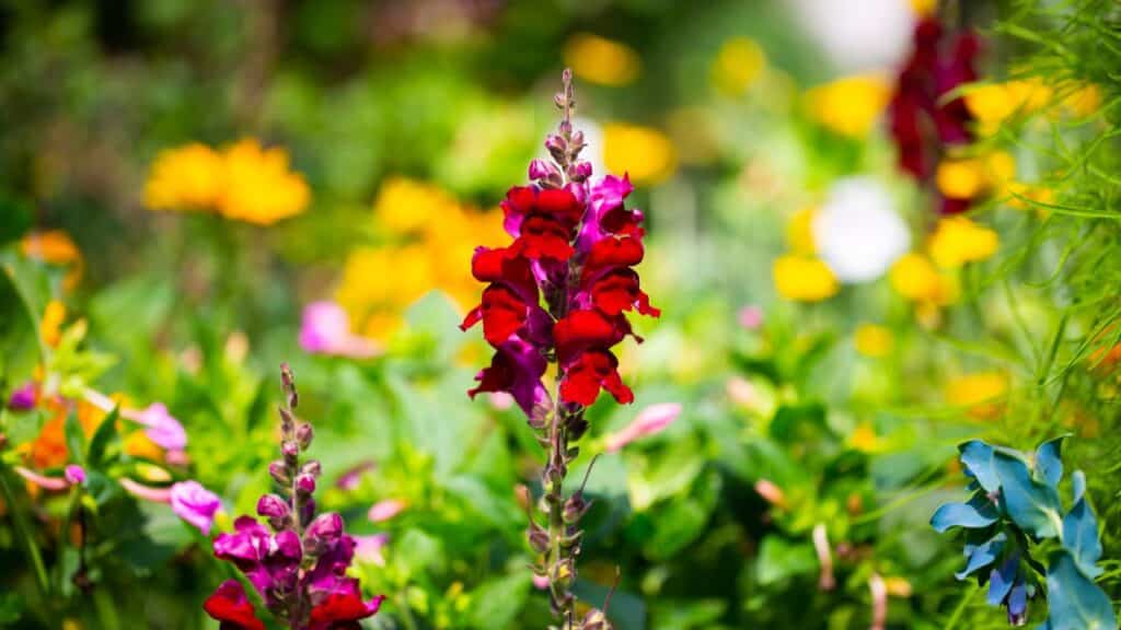 A single deep red snapdragon flower stands tall in a colorful garden with blurred yellow and green in the background. Snapdragons are cold-hardy, weather-resistant plants ideal for seasonal borders.