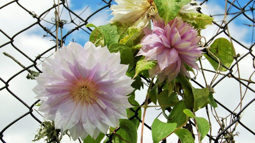 Soft lavender clematis flowers with spiky petals climbing a chain-link fence under a blue sky. Clematis is one of the plants you should never cut back in the fall because pruning timing depends on bloom type.