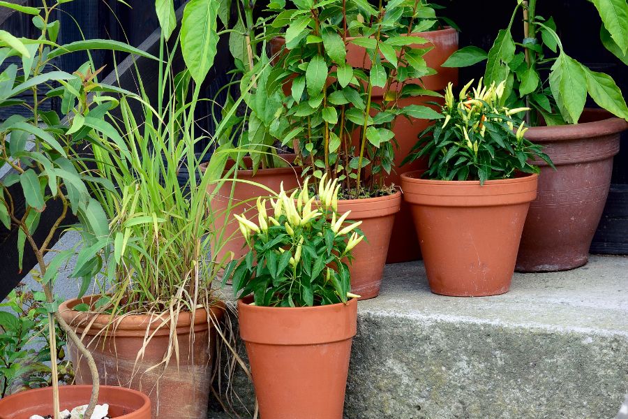 An assortment of terracotta pots with ornamental and edible plants on stone steps. Using non-draining pots or overcrowding containers can be expensive gardening mistakes that stunt growth or cause rot.
