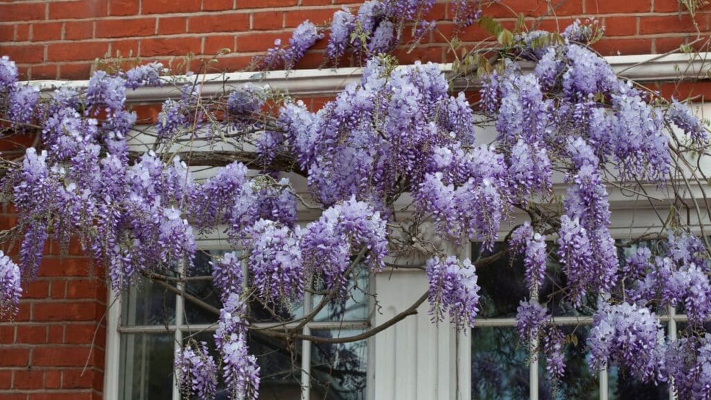 Cascading clusters of purple wisteria flowers drape over a window on a red brick house. Wisteria should never be cut back in the fall as it blooms on old wood and fall pruning can prevent flowering.
