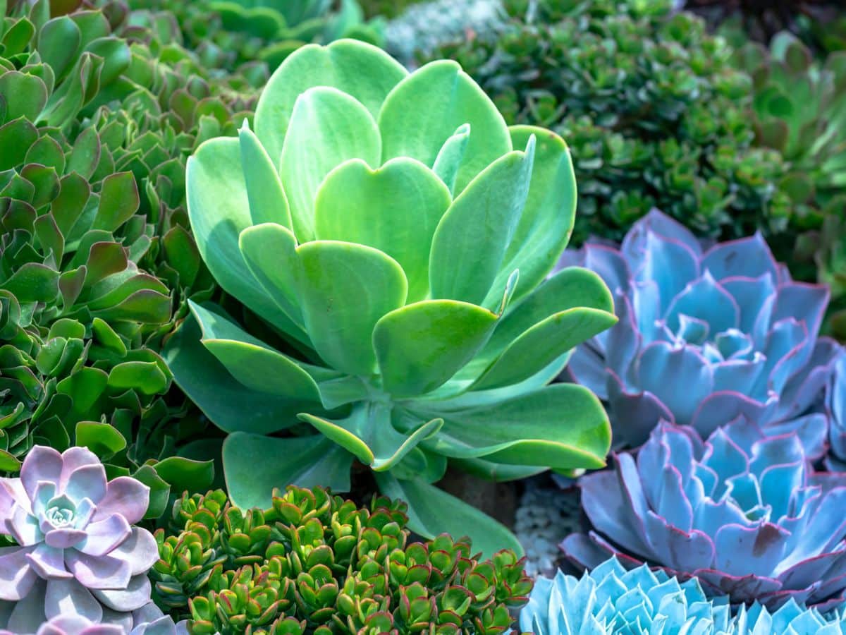 A colorful cluster of succulents in shades of green, lavender, and blue with rosette shapes and thick, water-retaining leaves. Succulents are highly weather-resistant plants that thrive in dry, sunny conditions.