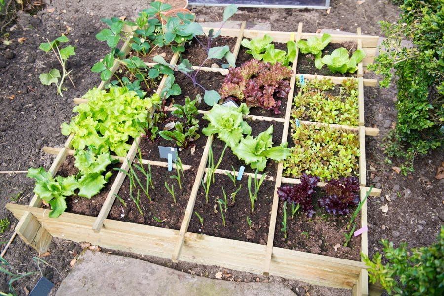 neatly organized square foot garden bed with various leafy greens, onions, and young vegetable plants growing in small sections. This low-effort setup is perfect for growing plants for lazy gardeners who want a tidy, productive garden with minimal upkeep.