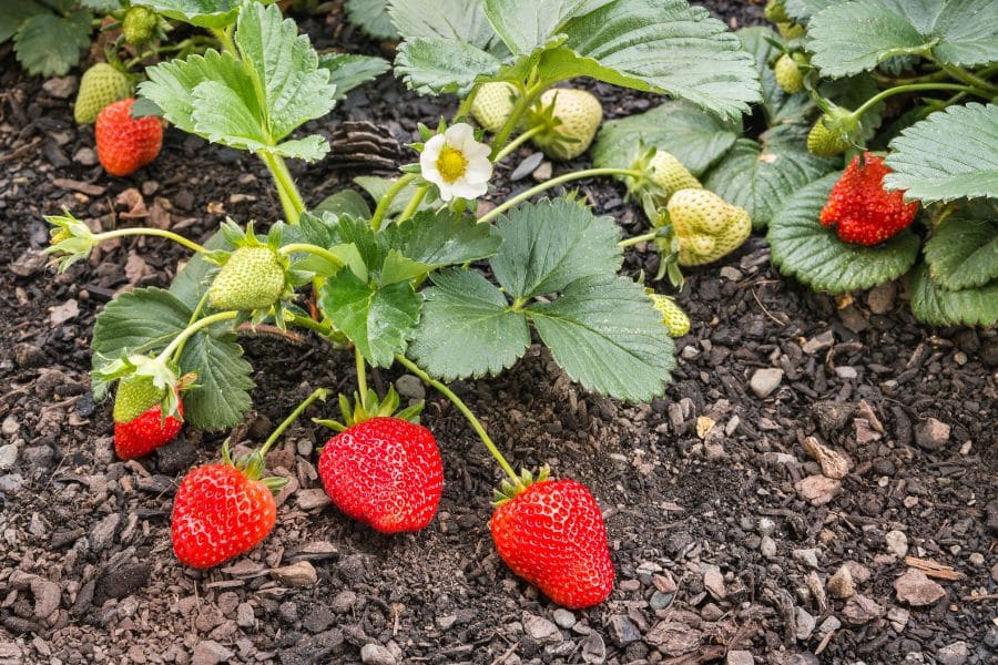 A strawberry plant growing in soil with ripe red berries, green unripe fruit, and small white blossoms. Strawberries are rewarding plants for lazy gardeners, needing little maintenance while producing sweet, homegrown fruit.