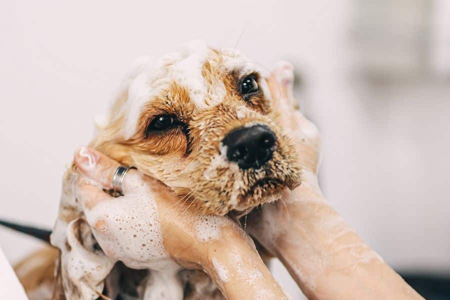 A close-up of a wet dog covered in soap suds being gently washed by human hands. Pet care is a common and fulfilling part of life for many American retirees.