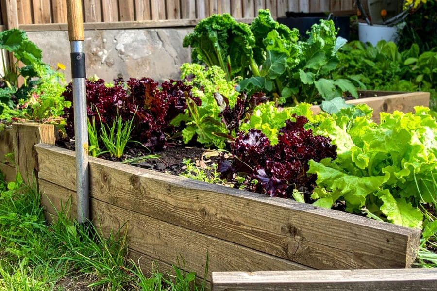 A raised wooden garden bed overflowing with leafy greens like lettuce, kale, and chard in a sunny backyard. Raised beds make growing plants for lazy gardeners simple by reducing weeds and making maintenance easier.